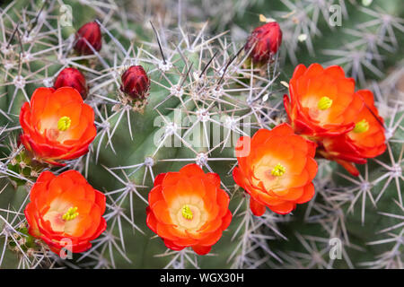 Needle-Spined Claret Cup, Musée du Désert de Sonoran, Tucson, Arizona. Banque D'Images