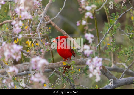 Cardinal rouge, montagnes Tortolita, Marana, près de Tucson, en Arizona. Banque D'Images