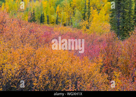 Couleurs d'automne le long de la Dalton Highway, en Alaska. Banque D'Images