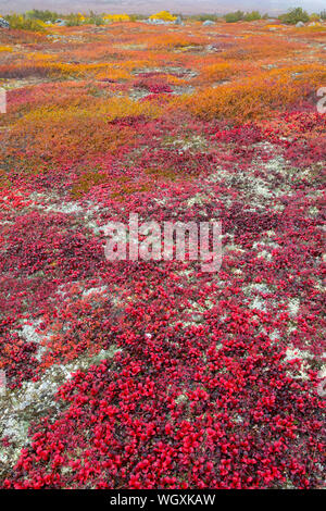 Couleurs d'automne le long de la Dalton Highway, en Alaska. Banque D'Images