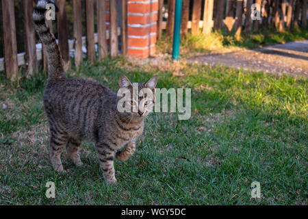Un chat jouant dans le jardin. Banque D'Images