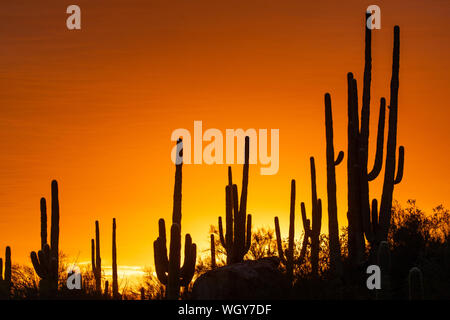 Coucher de soleil dans la Tortolita Mountains, Marana, près de Tucson, en Arizona. Banque D'Images