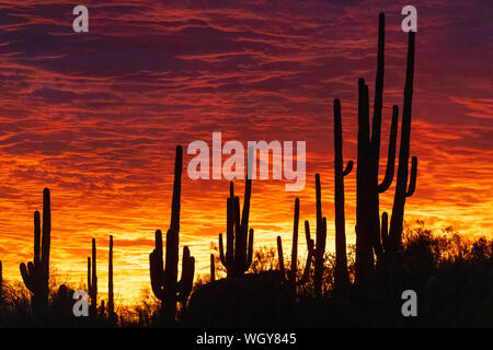 Coucher de soleil dans la Tortolita Mountains, Marana, près de Tucson, en Arizona. Banque D'Images
