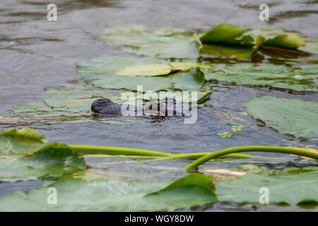 Alligator Swamp en natation de nénuphar Banque D'Images