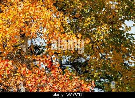 Les feuilles d'automne sur les arbres d'Aspen Banque D'Images