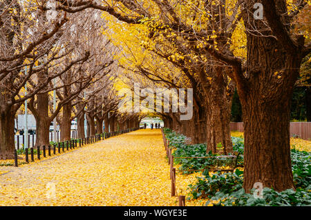 Arbre de ginkgo jaune riche de Tokyo tunnel à Jingu gaien avanue en automne. Célèbre attraction en Novembre et Décembre Banque D'Images