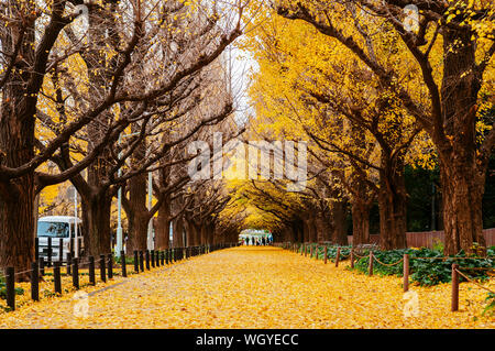 Arbre de ginkgo jaune riche de Tokyo tunnel à Jingu gaien avanue en automne. Célèbre attraction en Novembre et Décembre Banque D'Images