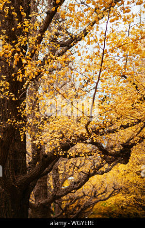 Arbre de ginkgo jaune riche de Tokyo tunnel à Jingu gaien avanue en automne. Célèbre attraction en Novembre et Décembre Banque D'Images