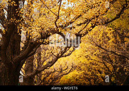 Arbre de ginkgo jaune riche de Tokyo tunnel à Jingu gaien avanue en automne. Célèbre attraction en Novembre et Décembre Banque D'Images