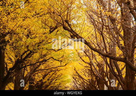 Arbre de ginkgo jaune riche de Tokyo tunnel à Jingu gaien avanue en automne. Célèbre attraction en Novembre et Décembre Banque D'Images