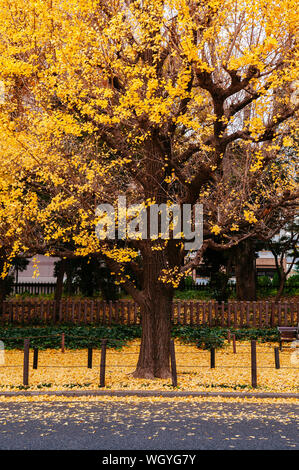 Arbre de ginkgo jaune riche de Tokyo à Jingu gaien avanue en automne. Célèbre attraction en Novembre et Décembre Banque D'Images