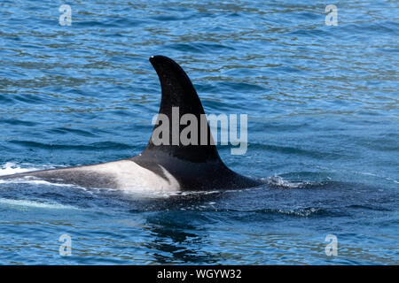 Amérique du Nord ; United States ; Alaska ; Résurrection Bay ; Mammifères marins, baleines, épaulard ou orque orcinus orca, Banque D'Images