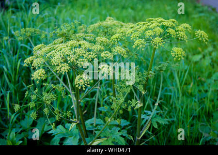 Parasols verts de berce du Caucase. L'herbe empoisonnée. La fin de l'été, les plantes mûres, weed, seeds, herbe, près de la maison, pelouse Banque D'Images