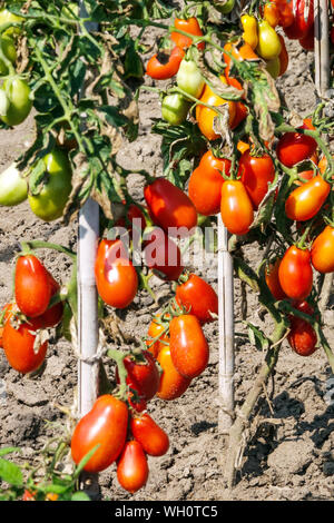 Tomates poussant sur la vigne dans le jardin, août tomates mûrissant bâton de soutien Banque D'Images