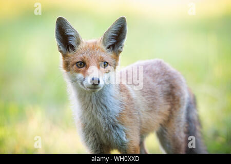 Close-up of red fox head en pleine nature au printemps. Banque D'Images