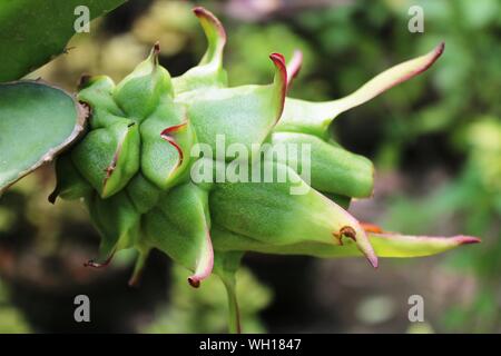 Fruit du dragon vert frais dans le jardin proche Shot Banque D'Images