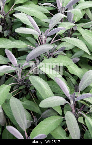 Herbes culinaires Salvia officinalis purpurascens Purple Sag feuilles plantes culinaires herbes aromatiques Salvia herbe culinaire, Salvia purpurascens feuillage herbe Banque D'Images