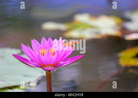 Photo d'une libellule sur belle fleur de lotus Banque D'Images