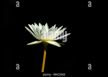 Close-up de la belle fleur de lotus isolé sur fond noir Banque D'Images
