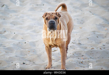 Shar Pei chien debout sur la plage à regarder l'appareil photo à Barcelone, Espagne, 2019. Banque D'Images