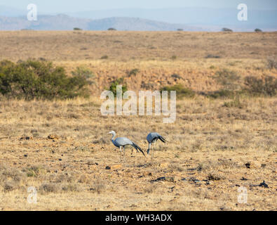 Grues bleu nourriture dans le sud de la savane africaine Banque D'Images