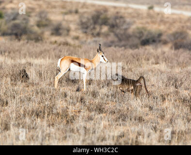 Les springboks et les babouins de savane de l'Afrique australe en quête de nourriture Banque D'Images