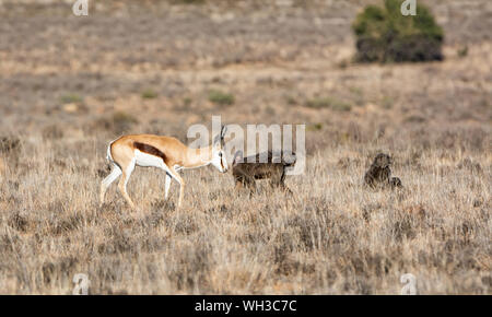 Les springboks et les babouins de savane de l'Afrique australe en quête de nourriture Banque D'Images