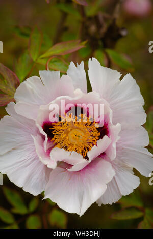 Fleurs et fleurs Banque D'Images