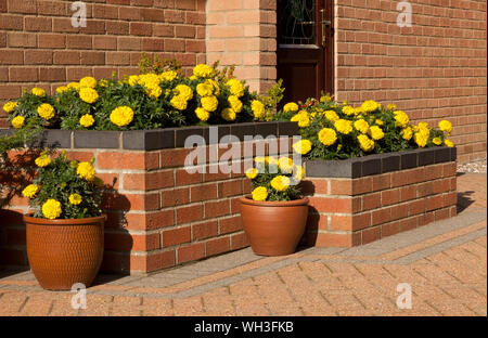 Posée sur un lit de fleurs patio avec des pots à Norfolk, Angleterre Royaume-uni Banque D'Images