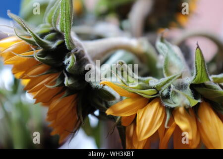 Vue d'en haut de la magnifique, vibrant jaune tournesol (Helianthus) à la recherche d'une radieuse journée d'été. Banque D'Images