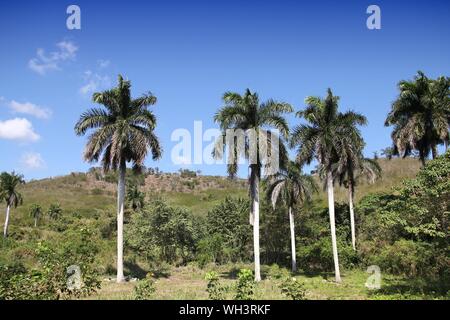 Cuba paysage naturel - Royal Palm Grove. Jungle et de palmiers. Banque D'Images