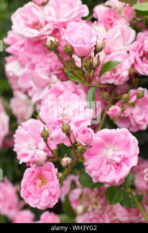 Rosa 'Super Fairy' rambling rose. Aga Banque D'Images