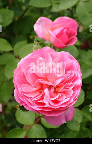 Rosa 'Hyde Hall' affichage rosette caractéristique de fleurs. UK Banque D'Images