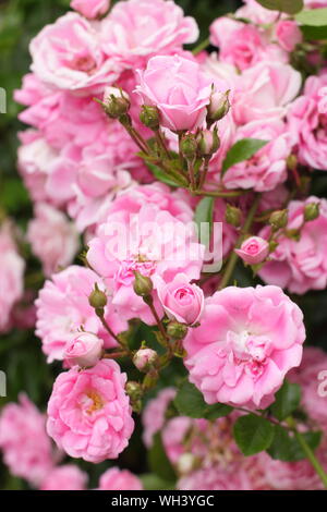 Rosa 'Super Fairy' rambling rose. Aga Banque D'Images