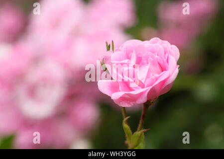 Rosa 'Super Fairy' rambling rose. Aga Banque D'Images