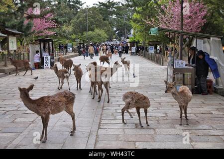 NARA, Japon - 26 avril 2012 : Visiteurs nourrir les cerfs sauvages à Nara, au Japon. Nara est une destination touristique majeure au Japon - L'ancienne capitale et en ce moment Banque D'Images