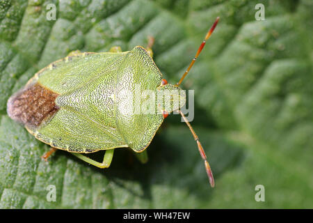 Le Bouclier vert commun Bug Palomena prasina hot Banque D'Images