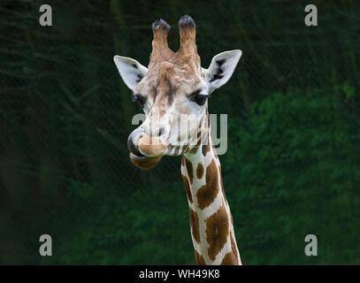 Girafe, Giraffa camelopardalis, léchant ses lèvres , le zoo de Blackpool, Lancashire, UK Banque D'Images