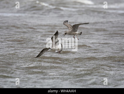 Deux jeunes harengs, Larus argentatus, en vol au-dessus de la mer, la baie de Morecambe, Lancashire, UK Banque D'Images