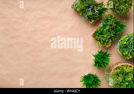 Plantes herbacées en pot artificiel sur du papier craft Banque D'Images