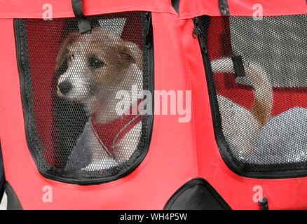 A 15 semaines chiot Jack Russell-cross adopté par le premier ministre Boris Johnson et son partenaire Carrie Symonds arrive à Downing Street, Londres. Banque D'Images