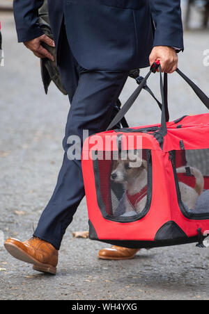 A 15 semaines chiot Jack Russell-cross adopté par le premier ministre Boris Johnson et son partenaire Carrie Symonds arrive à Downing Street, Londres. Banque D'Images