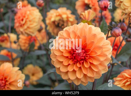 Dahlias orange avec les feuilles sombres Banque D'Images