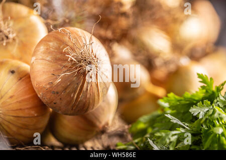 Ensemble d'oignon séché se trouvant librement avec les herbes persil et aneth sur une table en bois Banque D'Images