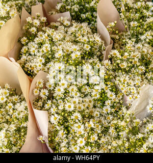 Bouquets de fleurs de l'aster blanc à Pak Khlong Talat, célèbre marché aux fleurs à Bangkok, Thaïlande. Banque D'Images
