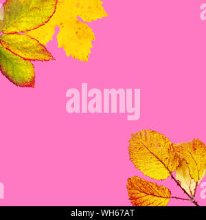 Les feuilles d'automne jaune et orange sur un fond rose avec une place pour le texte, un modèle de conception de l'automne Banque D'Images