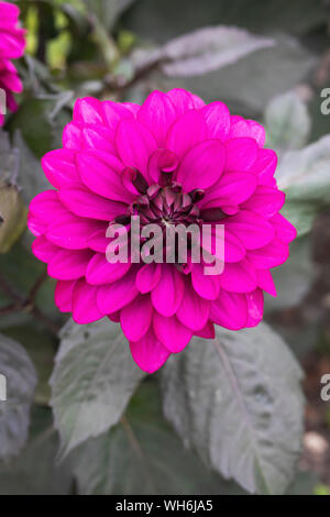 Gros plan de la floraison de Dahlia Purple Flame dans un jardin anglais, Angleterre, Royaume-Uni Banque D'Images