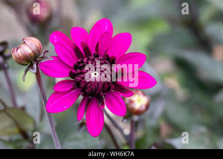 Gros plan de la fleur Dahlia Purple Flame fleurissant dans un jardin anglais, Royaume-Uni Banque D'Images