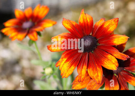 Gros plan de Rudbeckia Summerina Orange floraison en anglais jardin Banque D'Images