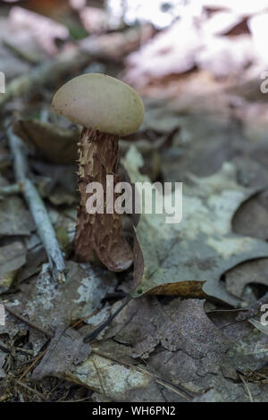Champignons sauvages des forêts du Maine Banque D'Images
